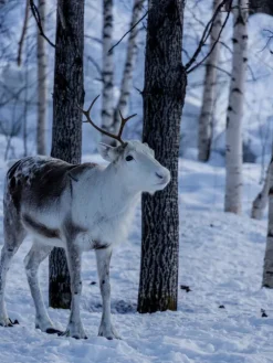 Christian Verlag GmbH Weihnachten Kochen & Backen*Weihnachtszeit in Lappland