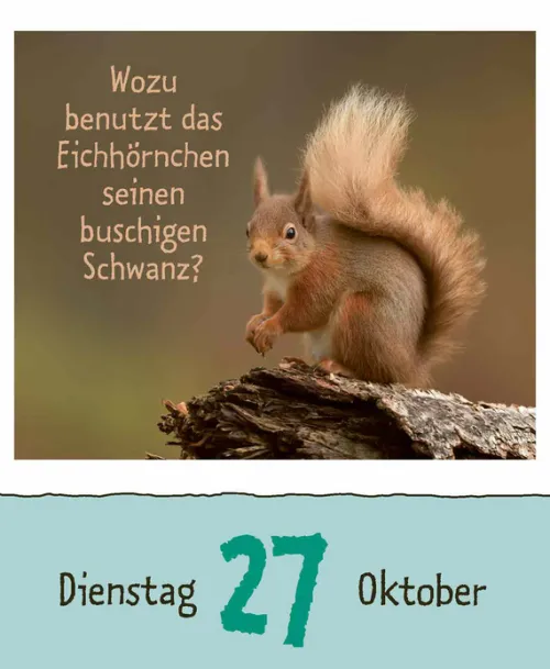 Korsch Verlag GmbH Abreiß-Kalender-Wie faul ist das Faultier? 2026