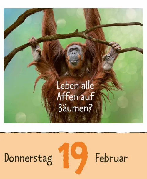 Korsch Verlag GmbH Abreiß-Kalender-Wie faul ist das Faultier? 2026