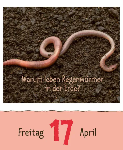 Korsch Verlag GmbH Abreiß-Kalender-Wie faul ist das Faultier? 2026