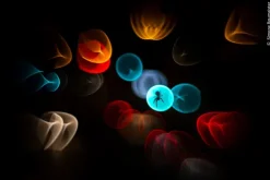 Wildlife Fotografien des Jahres - Portfolio 35*Knesebeck Von Dem GmbH