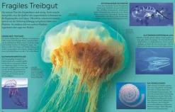 Kinder Dorling Kindersley Verlag 6-10 Jahre-Wissen für clevere Kids. Ozeane für clevere Kids