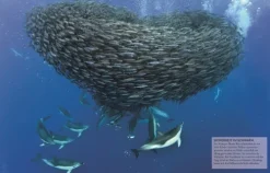 Kinder Dorling Kindersley Verlag 6-10 Jahre-Wissen für clevere Kids. Ozeane für clevere Kids