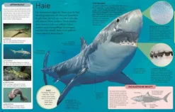 Kinder Dorling Kindersley Verlag 6-10 Jahre-Wissen für clevere Kids. Ozeane für clevere Kids