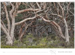 Edition Panorama GmbH Immerwährender Kalender-WÄLDER DER ERDE