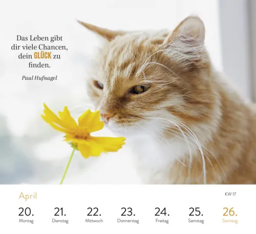 Wochenkalender 2026: Kluge Katzen*Groh Verlag Discount