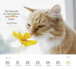 Wochenkalender 2026: Kluge Katzen*Groh Verlag Discount