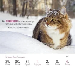 Wochenkalender 2026: Kluge Katzen*Groh Verlag Discount