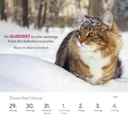 Wochenkalender 2026: Kluge Katzen*Groh Verlag Discount