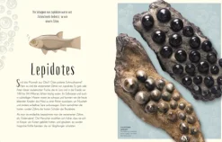 Dorling Kindersley Verlag 6-10 Jahre*Wundervolle Welt der Dinosaurier und der Urzeit