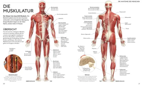 Dorling Kindersley Verlag Ratgeber|Self Care*Yoga verstehen - Die Anatomie der Yoga-Haltungen