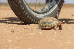 Tyrolia Verlagsanstalt Gm Radreisen & Radtouren-Zwei Frauen, zwei Räder, ein Zelt